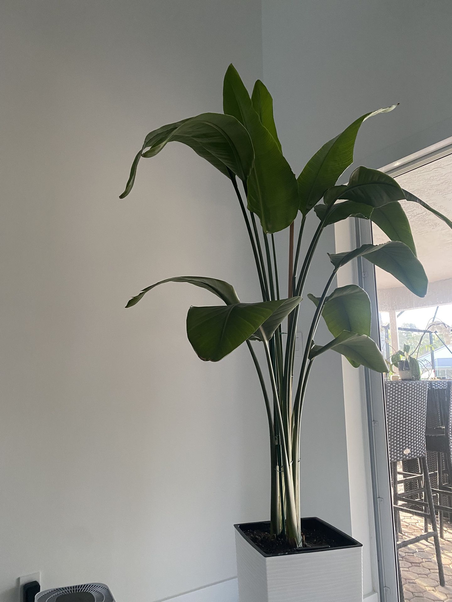 Birds Of Paradise Plant