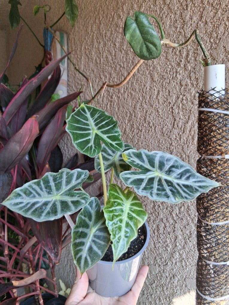 Alocasia PARASOL Plant $25