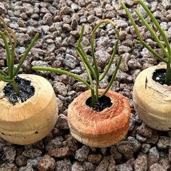 Firestick  - Only $5 Each