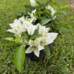 BOUGAINVILLEA PLANT (3 gallon pot) Landscaping and More!