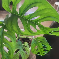 Monstera Swiss Cheese
