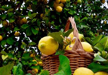 Fresh organic lemon