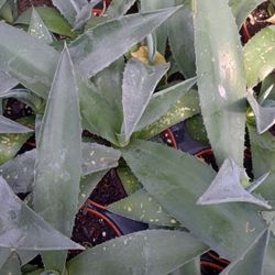Small Cold Hardy Agave Perennial Plant 