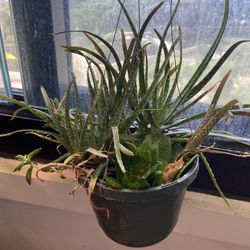 Hanging Aloe