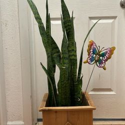 $39 Each Beautiful Plant 