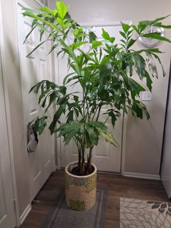 Gorgeous Caryotas Mitis/Fish Tail Palm In 17" Colorful Indoor Decorative Pot.