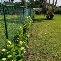 Clusias Only $20 Planted Sale Sale Sale