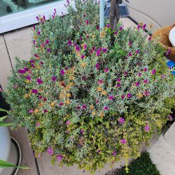 Purple ground Cover