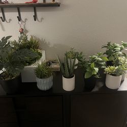 Artificial Plants / Decorations