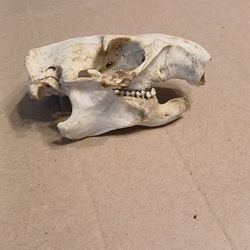 Big Groundhog Skull 