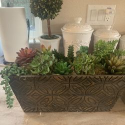 Succulent Arrangement 