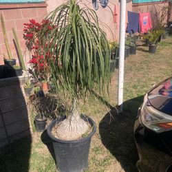 Elephant Palm 4 Feet Tall