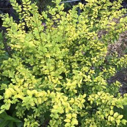 Ligustrum Sunshine Shrub 1 Extra Large 3 Gallon Plant | Lustrous Garden Shrub