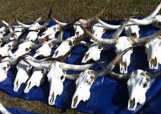 Western decor mounted longhorns, skulls, rugs read description