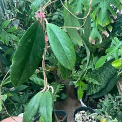 Hoya Vitellinoides