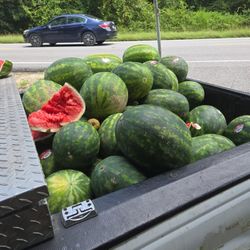 North Carolina Seedless Watermelons