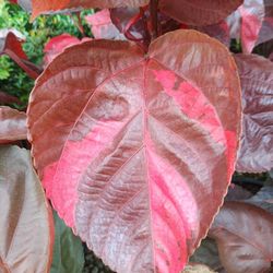 Beautiful Red Copper Leaf Plants 7gl $16🪴🏡