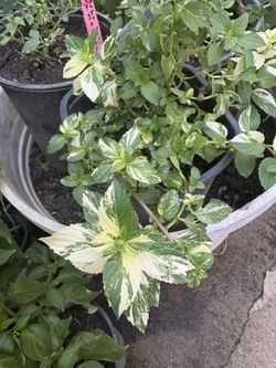 Menta Variegada 