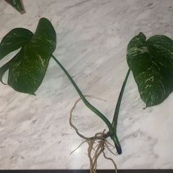 Rooted Top Cutting Monstera Albo 2 Leaves