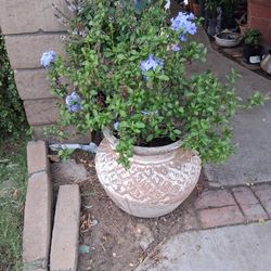 Stone Planter 