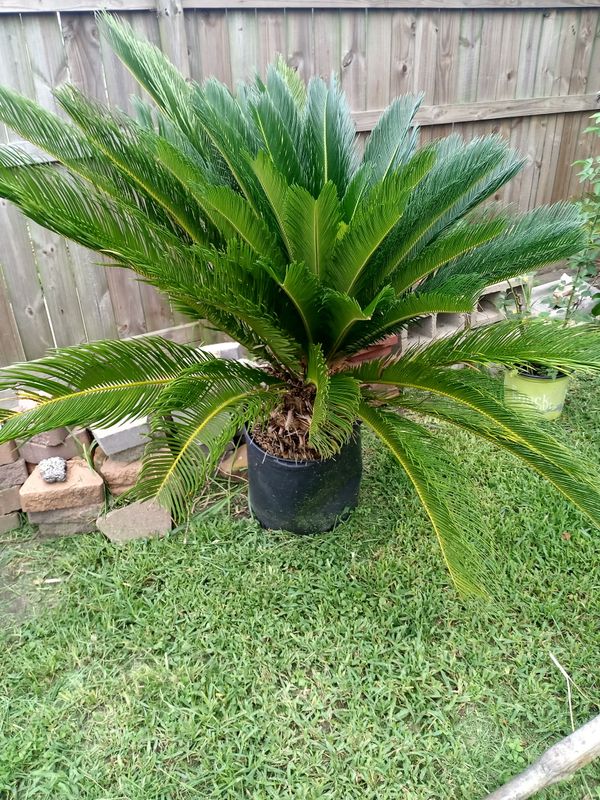 Short palm trees for Sale in Houston, TX OfferUp