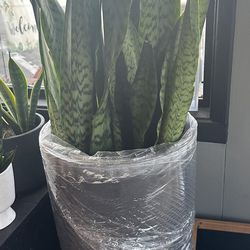 Potted Snake Plant in Black-3ft 9 Inches