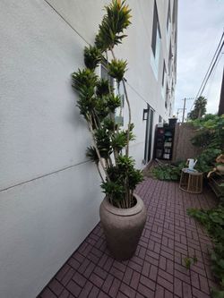 Massive Statement Dracaena + Large West Elm Planter ($350 Retail Pot alone)