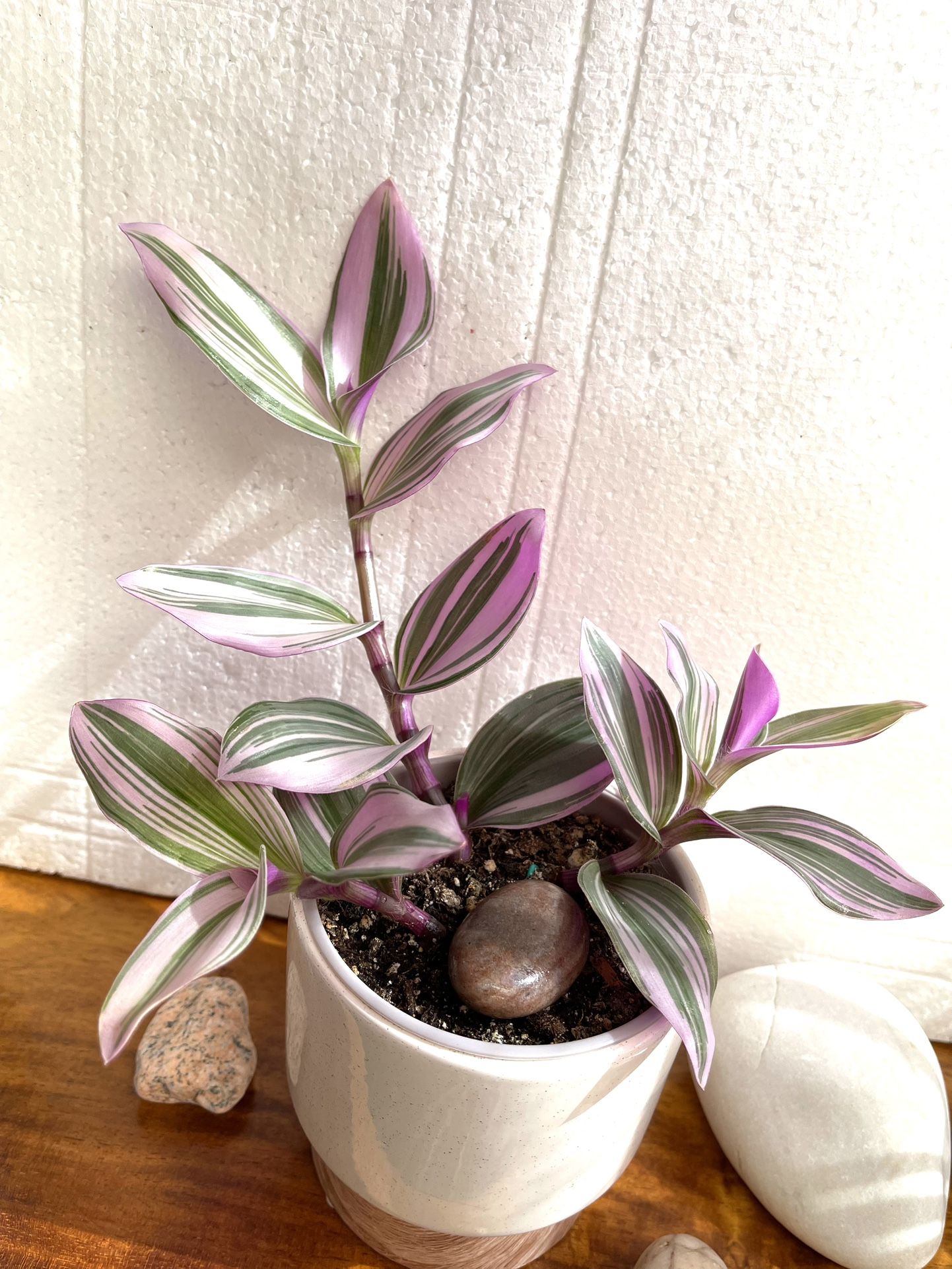 Tradescantia Nanouk House Plant In 4” Ceramic Pot.