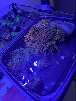 Bubbletip anemones