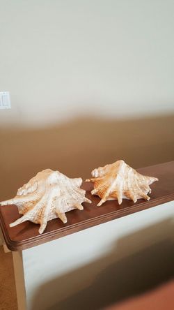 2 Huge Seashells From Jamaica