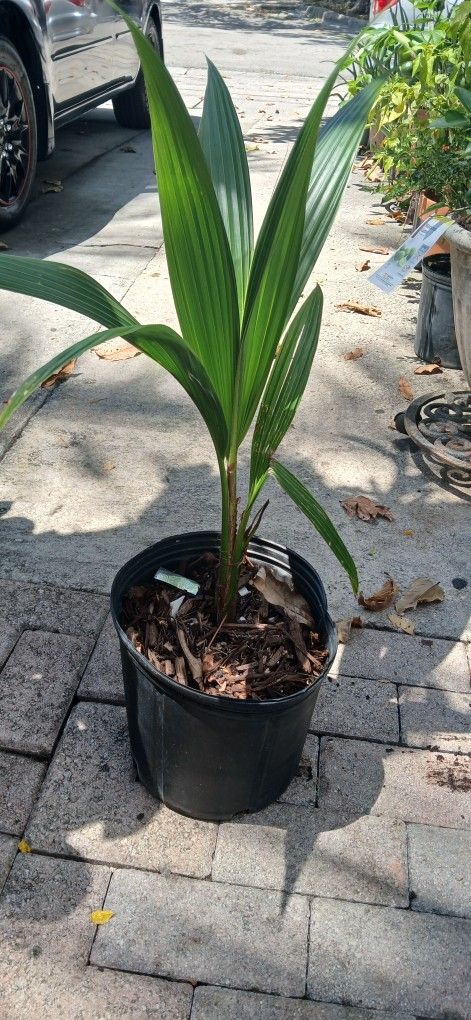 Sábila Y Cocos A 25 Dolares