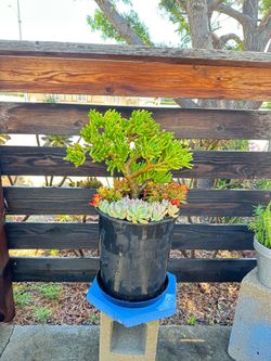 Large succulent pot
