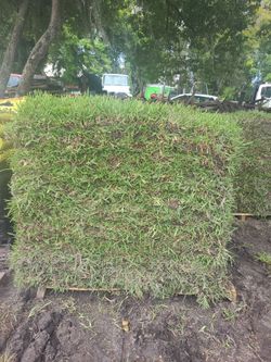 Fresh St Augustine Evergreen