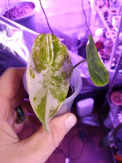 Alocasia longiloba variegated