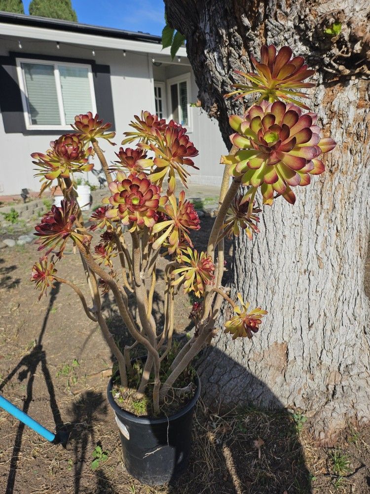 Aeonium arboreum/jade plants