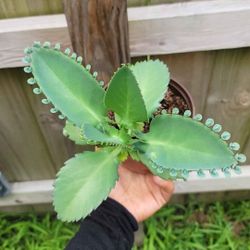 Mother Of Thousands Plants 