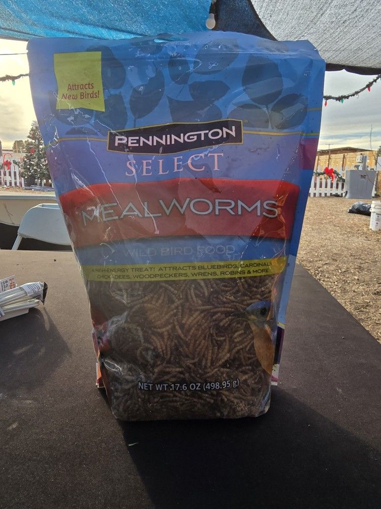 Dried Mealworms