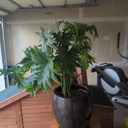 Philodendron Plant