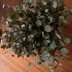 Eucalyptus Silver Dollar Greens