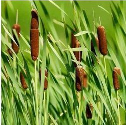 Cat tail pond plant potted 4 ft tall