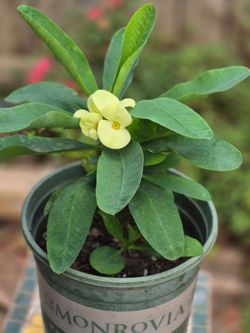 Planta Corona De Cristo