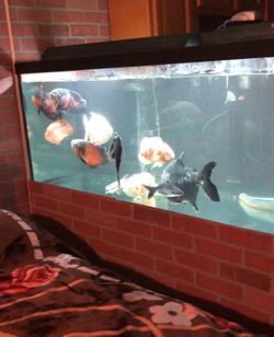 220  gallons fish tank