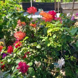 Plants 5 Gollons 25 Each For Sale