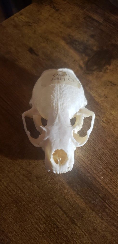 River Otter Skull