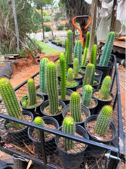 Cactus for Sale