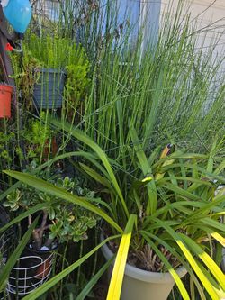 Horsetail