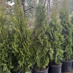 Nice 5gal privacy trees
