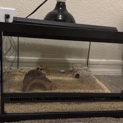 Gecko Enclosure And Gecko