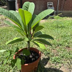 Plumeria Multicolores