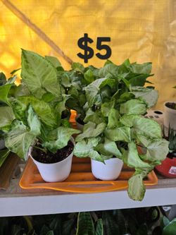 Arrowhead Plants